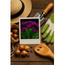 Exotenherz Blumenzwiebeln - Tulpen Tulipa Double Lilac (50 Stück) Durchmesser 11-12cm