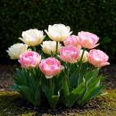 Exotenherz Blumenzwiebeln - Tulpen Tulipa  Double...