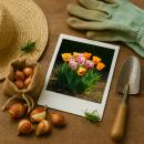 Exotenherz Blumenzwiebeln - Tulpen Tulipa Flaming Beauty Mix (15 Stück) Durchmesser 11-12cm