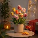 Exotenherz Blumenzwiebeln - Tulpen Tulipa Flaming Beauty...