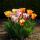Exotenherz Blumenzwiebeln - Tulpen Tulipa Flaming Beauty Mix (15 Stück) Durchmesser 11-12cm