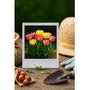 Exotenherz Blumenzwiebeln - Tulpen Tulipa Foxtrot Mix  (12 Stück) Durchmesser 11-12cm