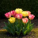 Exotenherz Blumenzwiebeln - Tulpen Tulipa Foxtrot Mix...