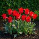 Exotenherz Blumenzwiebeln - Tulpen Tulipa Greigii Red (15...