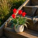 Exotenherz Blumenzwiebeln - Tulpen Tulipa Greigii Red (15...