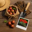 Exotenherz Blumenzwiebeln - Tulpen Tulipa Greigii Red (15 Stück) Durchmesser 11-12cm