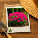 Exotenherz Blumenzwiebeln - Tulpen Tulipa Little Beauty (25 Stück) Durchmesse 6-7cm