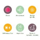 Exotenherz Blumenzwiebeln - Tulpen Tulipa Little Beauty (25 Stück) Durchmesse 6-7cm