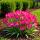 Cœur dexotisme bulbes à fleurs - Tulipes Tulipa Little Beauty (25 pièces) diamètre 6-7cm
