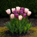 Exotenherz Blumenzwiebeln - Tulpen Tulipa Macron Mix (12...