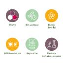 Exotenherz Blumenzwiebeln - Tulpen Tulipa Pastel Mix (12 Stück) Durchmesser 11-12cm