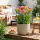 Exotenherz Blumenzwiebeln - Tulpen Tulipa Strawberry...