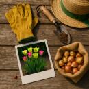 Exotenherz Blumenzwiebeln - Tulpen Tulipa Strawberry Lemonade (12 Stück) Durchmesser 11-12cm