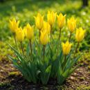 Exotenherz Blumenzwiebeln - Tulpen Tulipa Sylvestris -...
