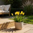 Exotenherz Blumenzwiebeln - Tulpen Tulipa Sylvestris -...