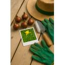 Exotenherz Blumenzwiebeln - Tulpen Tulipa Sylvestris - gelb (20 Stück) Durchmesser 5-6cm