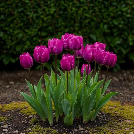 Exotenherz Blumenzwiebeln - Tulpen Tulipa Triumph Purple - lila (15 Stück) Durchmesser 11-12cm