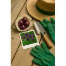 Exotenherz Blumenzwiebeln - Tulpen Tulipa Triumph Purple - lila (15 Stück) Durchmesser 11-12cm