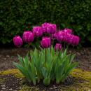 Exotenherz Blumenzwiebeln - Tulpen Tulipa Triumph Purple...