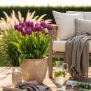 Exotenherz Blumenzwiebeln - Tulpen Tulipa Triumph Purple...