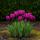 Exotenherz Blumenzwiebeln - Tulpen Tulipa Triumph Purple - lila (15 Stück) Durchmesser 11-12cm