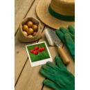 Exotenherz Blumenzwiebeln - Tulpen Tulipa Triumph Red (15 Stück) Durchmesser 11-12cm