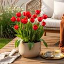 Exotenherz Blumenzwiebeln - Tulpen Tulipa Triumph Red (15...