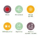 Exotenherz Blumenzwiebeln - Tulpen Tulipa Triumph Red (15 Stück) Durchmesser 11-12cm