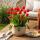 Exotenherz Blumenzwiebeln - Tulpen Tulipa Triumph Red (15 Stück) Durchmesser 11-12cm