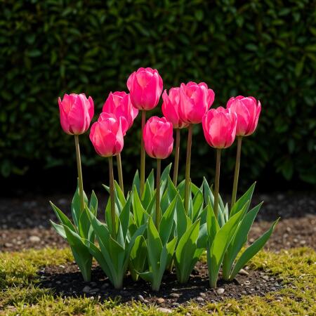 Exotenherz Blumenzwiebeln - Tulpen Tulipa Triumph Pink (15 Stück) Durchmesser 11-12cm