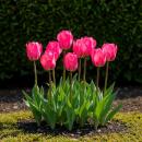 Exotenherz Blumenzwiebeln - Tulpen Tulipa Triumph Pink...
