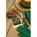 Exotenherz Blumenzwiebeln - Tulpen Tulipa Triumph Pink (15 Stück) Durchmesser 11-12cm