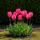 Exotenherz Blumenzwiebeln - Tulpen Tulipa Triumph Pink (15 Stück) Durchmesser 11-12cm