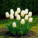 Exotenherz Blumenzwiebeln - Tulpen Tulipa Triumph White -...