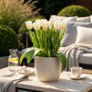 Exotenherz Blumenzwiebeln - Tulpen Tulipa Triumph White -...