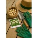 Exotenherz Blumenzwiebeln - Tulpen Tulipa Triumph White - weiß (15 Stück) Durchmesser 11-12cm