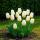 Exotenherz Blumenzwiebeln - Tulpen Tulipa Triumph White - weiß (15 Stück) Durchmesser 11-12cm