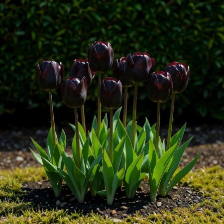 Exotenherz Blumenzwiebeln - Tulpen Tulipa Triumph Black - schwarz (12 Stück) Durchmesser 11-12cm