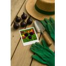 Exotenherz Blumenzwiebeln - Tulpen Tulipa Triumph Black - schwarz (12 Stück) Durchmesser 11-12cm