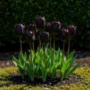 Exotenherz Blumenzwiebeln - Tulpen Tulipa Triumph Black -...