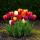 Exotenherz flower bulbs - Tulips Tulipa Triumph Mix (15 pieces) diameter 11-12cm