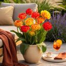 Exotenherz Blumenzwiebeln - Tulpen Tulipa Gudoshnik...