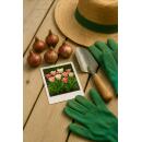 Exotenherz Blumenzwiebeln - Tulpen Tulipa Hemisphere-Mix (12 Stück) Durchmesser 11-12cm