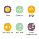 Exotenherz flower bulbs - Tulips Tulipa Vendeeglobe (12 pieces) diameter 11-12cm