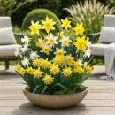 Cœur dexotisme bulbes à fleurs - Narcisse Narcis Botanical Mix (20 pièces) diamètre10-12cm