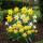 Cœur dexotisme bulbes à fleurs - Narcisse Narcis Botanical Mix (20 pièces) diamètre10-12cm