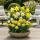 Cœur dexotisme bulbes à fleurs - Narcisse Narcis Botanical Mix (20 pièces) diamètre10-12cm