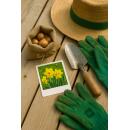 Cœur dexotisme bulbes à fleurs - Narcisse Narcis Carlton (15 pièces) diamètre 12-14cm