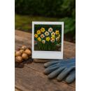 Exotenherz Blumenzwiebeln - Narzisse Narcis Double Mix Gelb und Weiss (10 Stück) Durchmesser 12-14cm