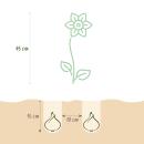 Exotenherz Blumenzwiebeln - Narzisse Narcis Double Mix Gelb und Weiss (10 Stück) Durchmesser 12-14cm